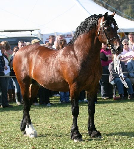 Menai Sparkling Imperial - 1st Place Lampeter Show 2010 - Foto: Anthony Booth